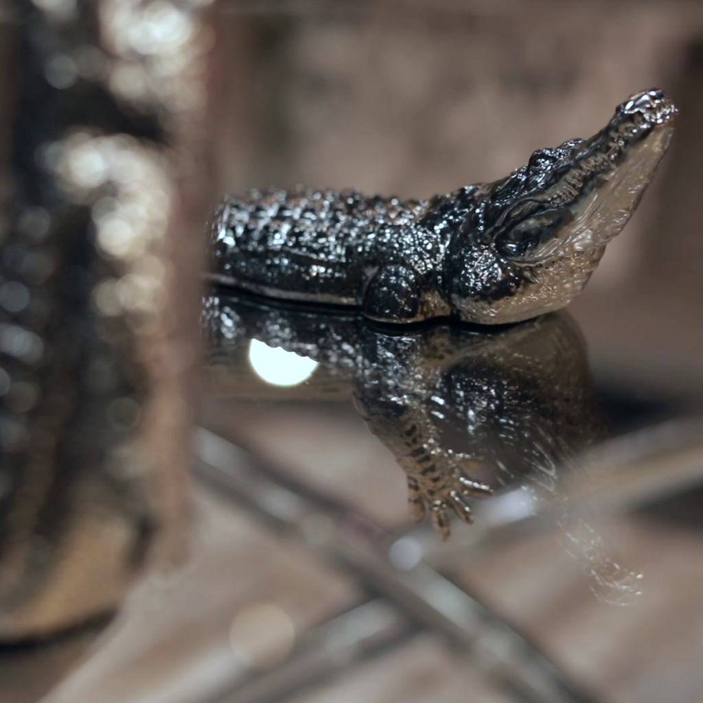 Endurance Alligator Set