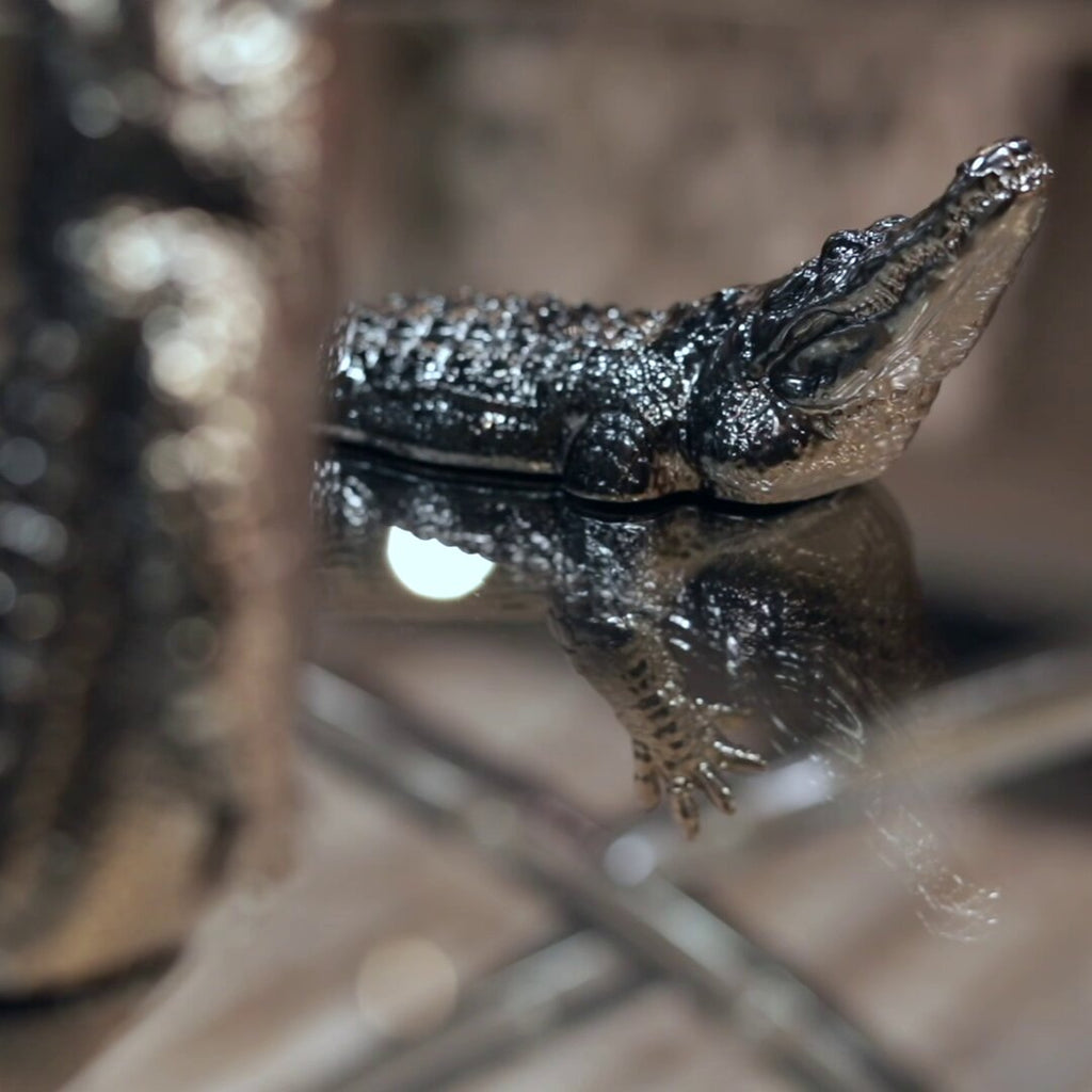 Endurance Alligator Set by Waterines — 3D sculpted magnetic resin alligator sculptures hunt in a glass coffee table.