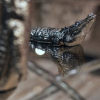 Endurance Alligator Set by Waterines — 3D sculpted magnetic resin alligator sculptures hunt in a glass coffee table.