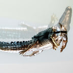 Endurance Alligator Set by Waterines — 3D sculpted magnetic resin alligator sculptures hunt in a glass coffee table.