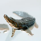 Endurance Alligator Set by Waterines — 3D sculpted magnetic resin alligator sculptures hunt in a glass coffee table.